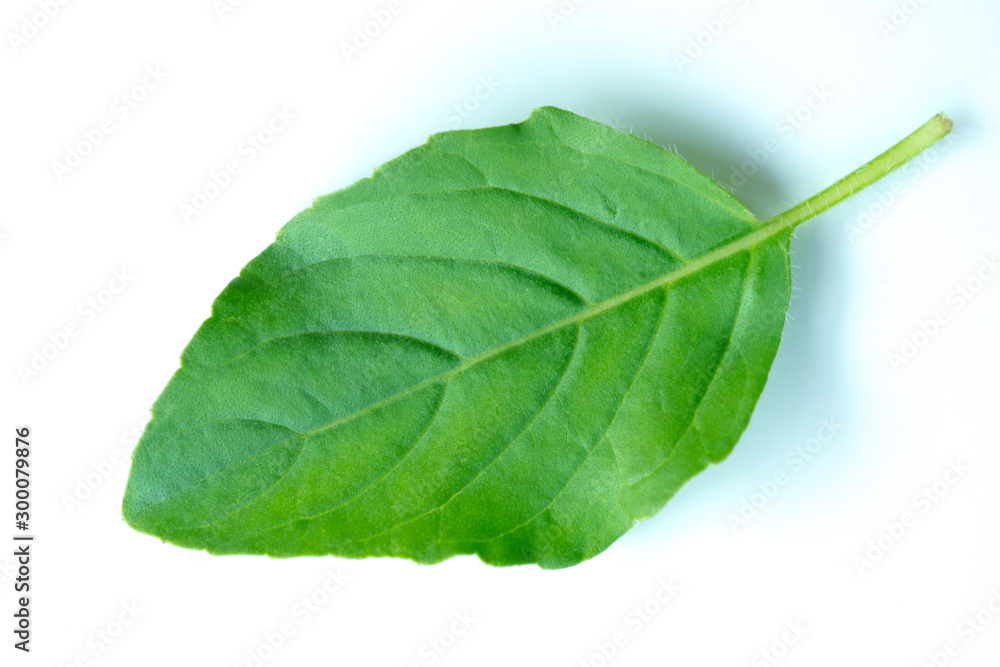 Obraz premium Basil leaves on a white background.