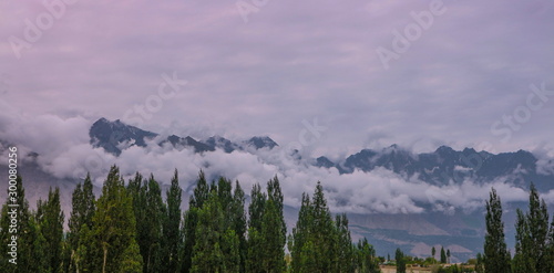 tree in front of the mountain landscape