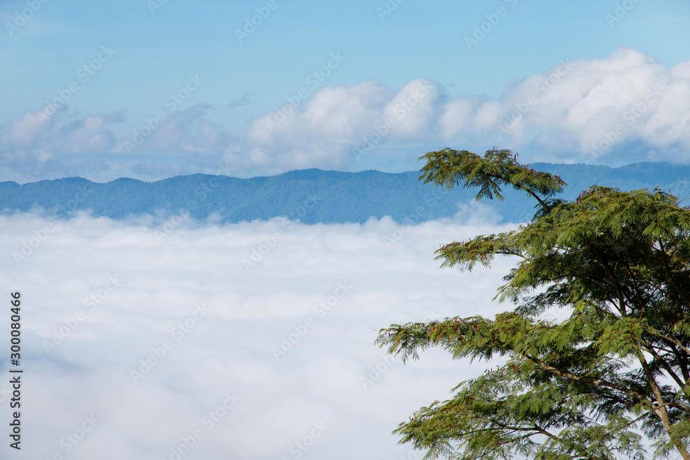 Green leaf and fog with mountain in the morning. Green leaf and fog with mountain in the morning.