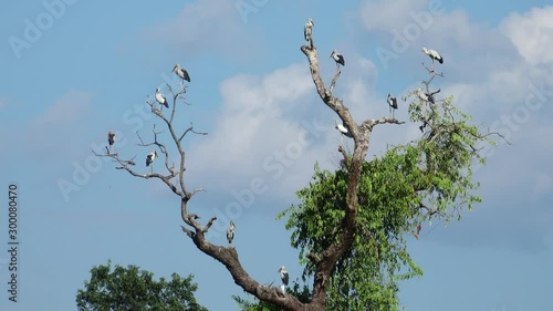 Egret (Ardea alba) on tree in forest a tranquil scenery.Great egret (Ardea alba) on tree.