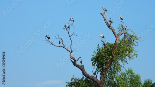 Egret (Ardea alba) on tree in forest a tranquil scenery.Great egret (Ardea alba) on tree.