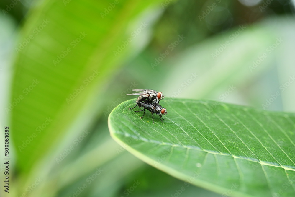 Cluster fly mating on tree leaf with natural green background, Tropical insect with large orange color eye Cluster fly mating on tree leaf with natural green background, Tropical insect with large orange color eye