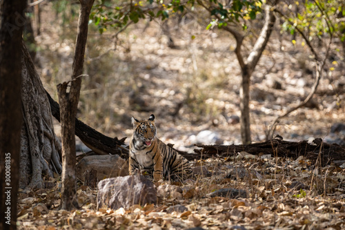 Fearless and bold female tiger cub playing alone and coming head on in absence of her mother at ranthambore national park  rajasthan  india - panthera tigris