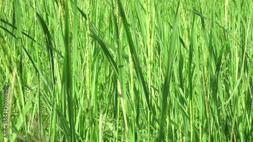 The green leaves of paddy rice in fileds, Jasmine rice in rice fields,Rice growing and production in Thailand. 