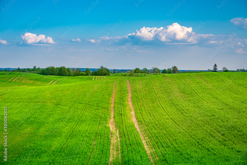 Dirt road leading toward horizon in the green field with blue sky