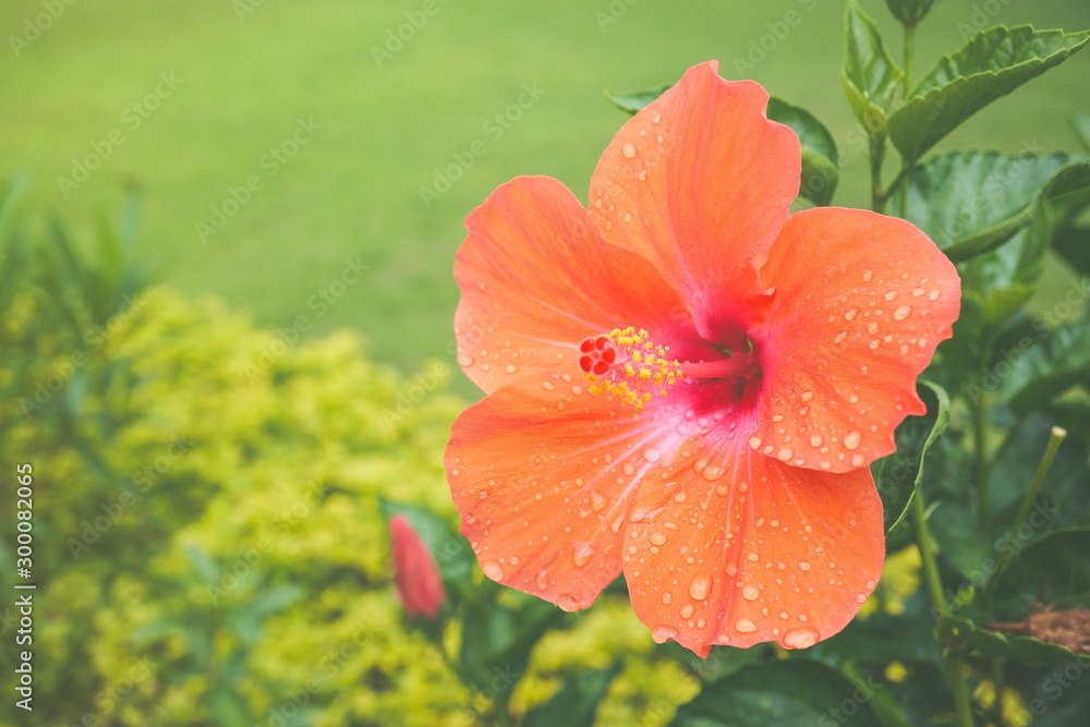 Flower in water, Orange hibiscus flowers bloom in the garden with a rainy day, Red flower on green background. Flower in water, Orange hibiscus flowers bloom in the garden with a rainy day, Red flower on green background.