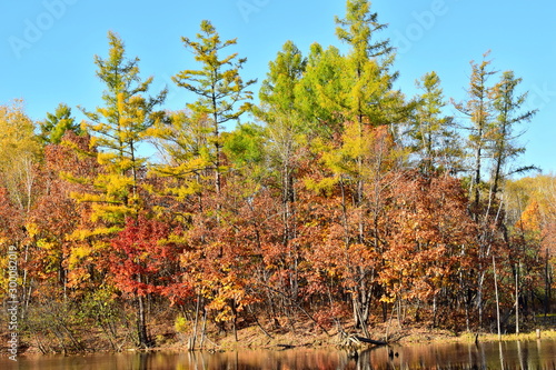Colorful forest at the edge of the pond.