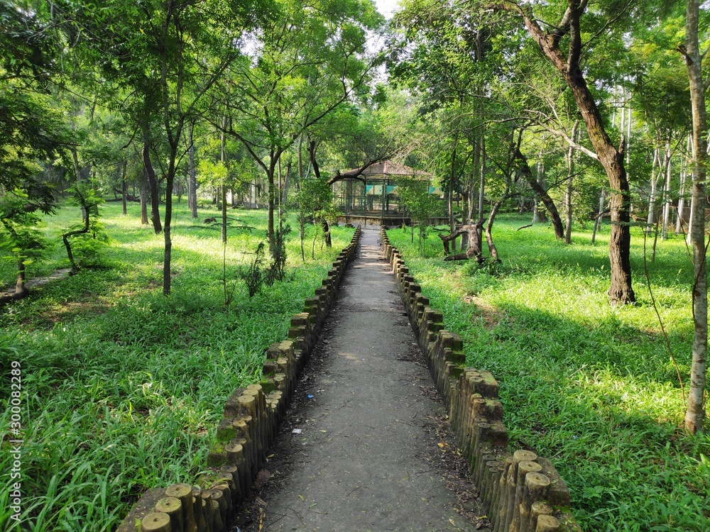 Fototapeta premium Forest