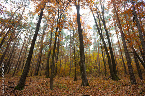 colorful autumn forest