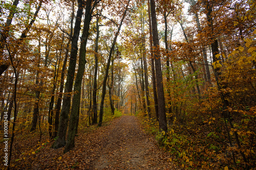 path in the autumn forest