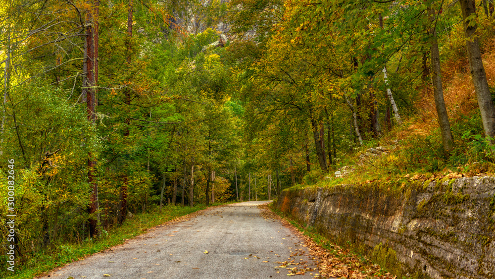 Fototapeta premium road in autumn forest