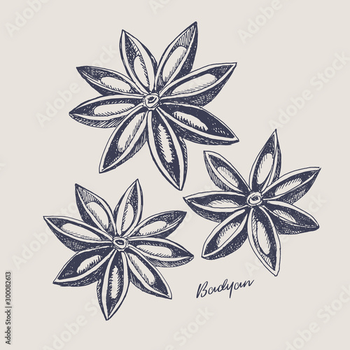 Hand drawn star anise on a light isolated background. Spices for cooking and drinks. Organic food concept. Vector illustration.