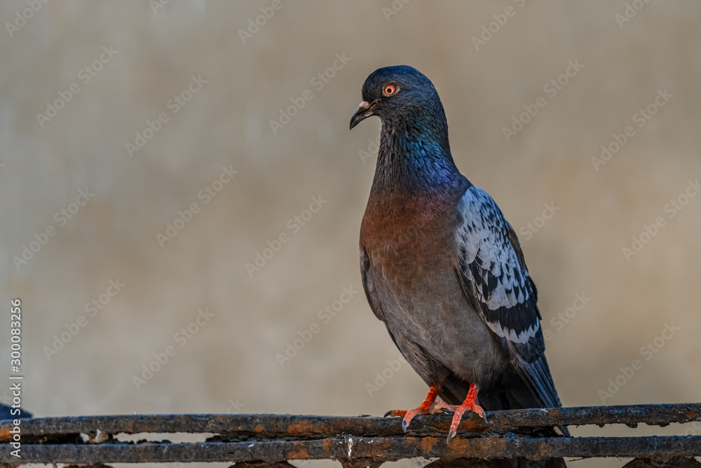 Obraz premium Closeup of urban pigeon sitting on the fence in the park
