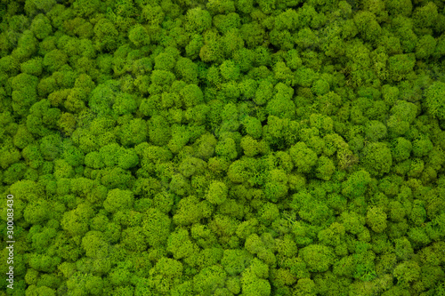 decorative moss for interior decoration.