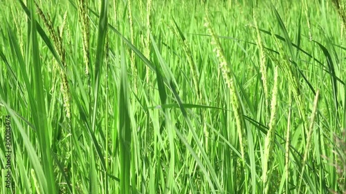 The green leaves of paddy rice in fileds, Jasmine rice in rice fields,Rice growing and production in Thailand. 
