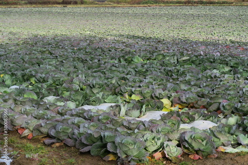 秋の日本国北海道の田舎のキャベツ畑