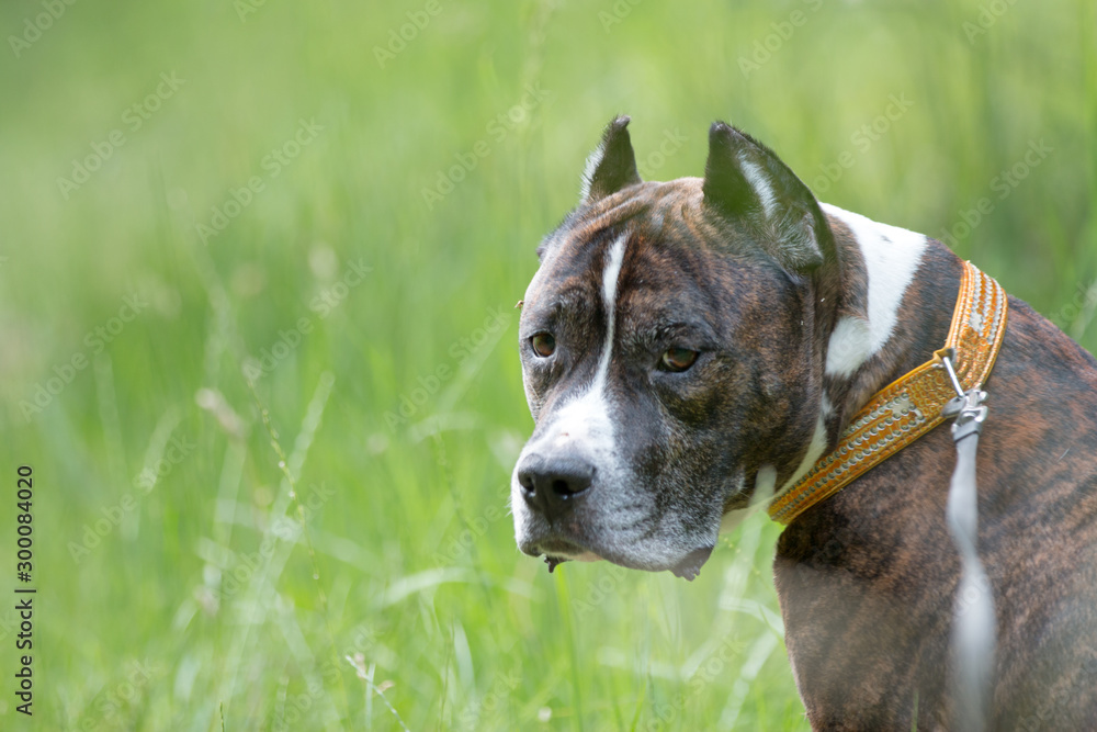 American pitbull terrier on the meadow, playing on the meadow, nature green grass