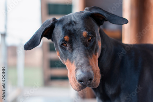 Doberman portrait of a dog with hanging ears without a collar