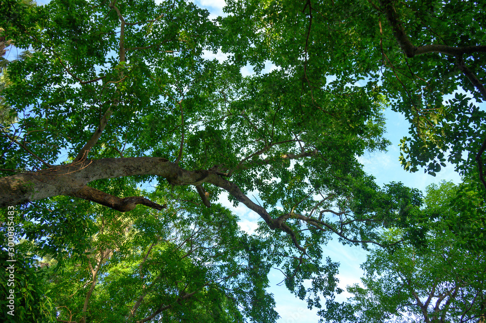 Fototapeta premium Green forest in southeast Asia