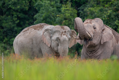 Photography Male and female Asian wild elephants