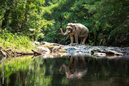 Photography Asian wild elephants are standing by the river in the forest