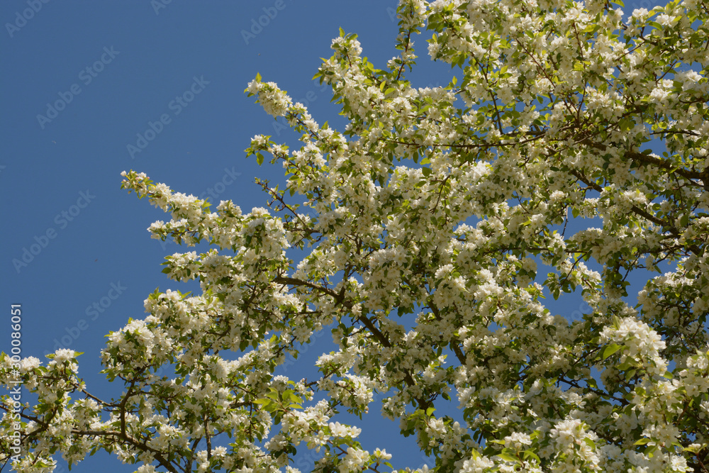 spring background with white inflorescence european crab apple flowers, malus sylvestris or forest apple tree flower in spring sun spring background with white inflorescence european crab apple flowers, malus sylvestris or forest apple tree flower in spring sun