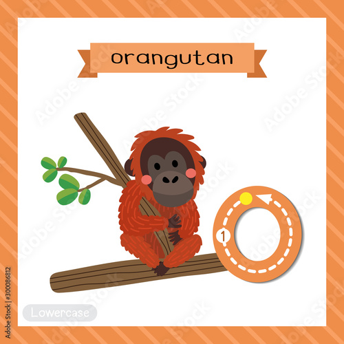 Letter O lowercase tracing. Orangutan sitting on branch