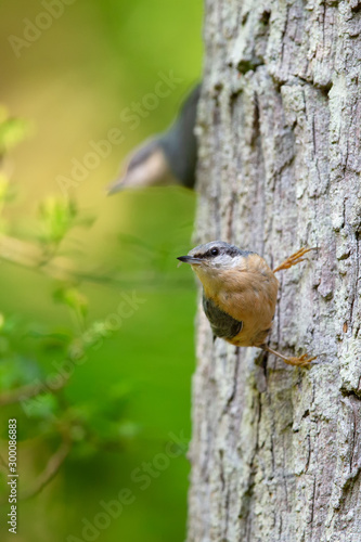 Eurasian nuthatch (Sitta europaea) sitting on a tree trunk in the nature protection area Moenchbruch near Frankfurt, Germany.