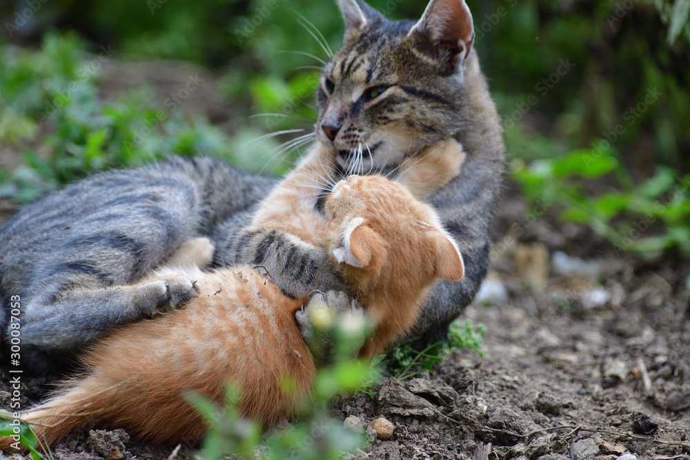 small cats playful together on the grass small cats playful together on the grass