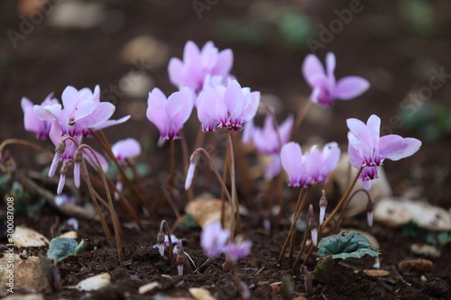 crocus in snow photo