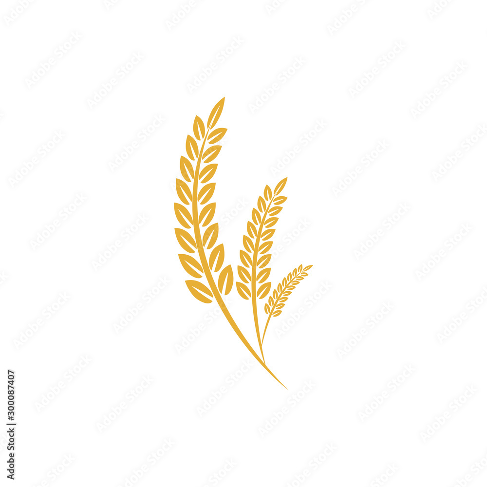 Agriculture wheat vector Illustration design template. elements of wheat grain, wheat ears, seed or rye, prosperity symbol	 - obrazy, fototapety, plakaty 