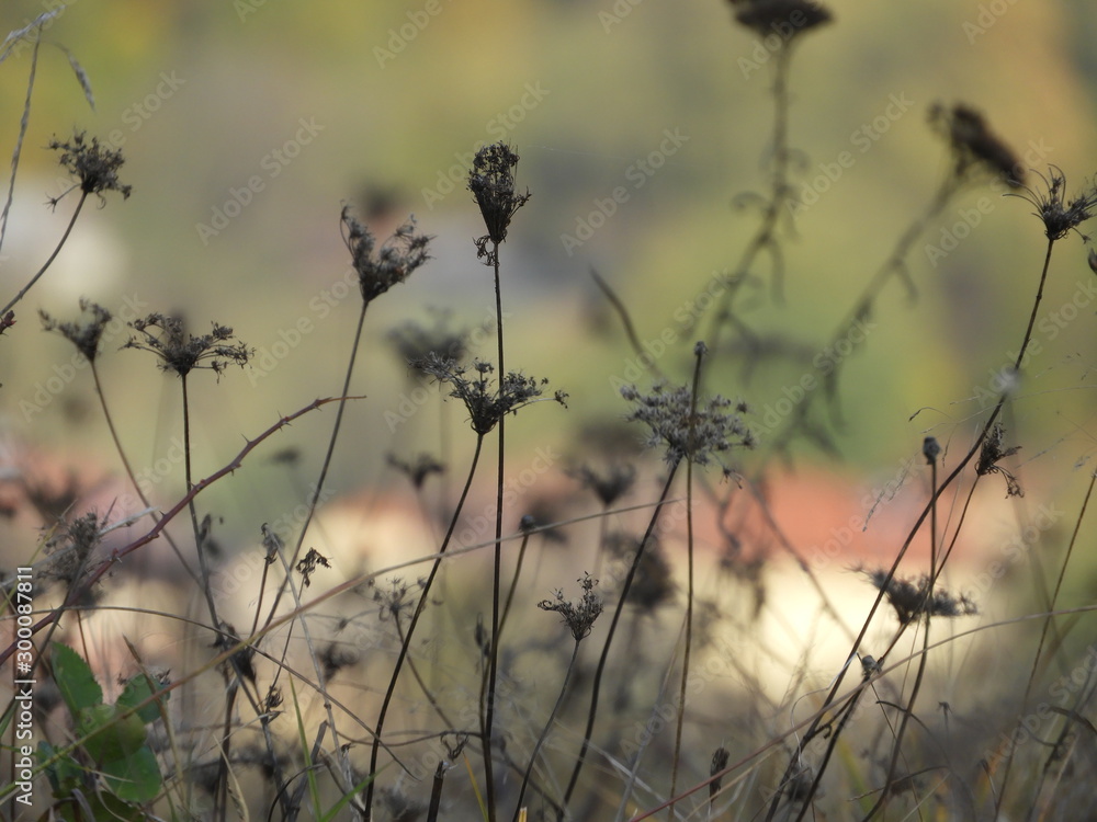Obraz premium Plants on autumn season with beautiful bokeh background