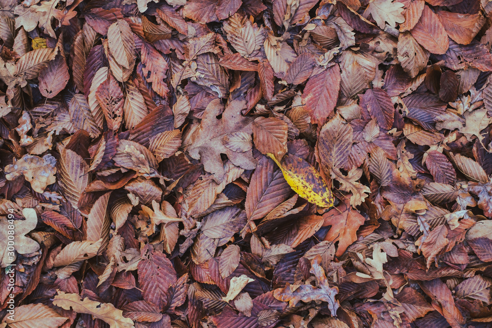 carpet of autumn leaves carpet of autumn leaves