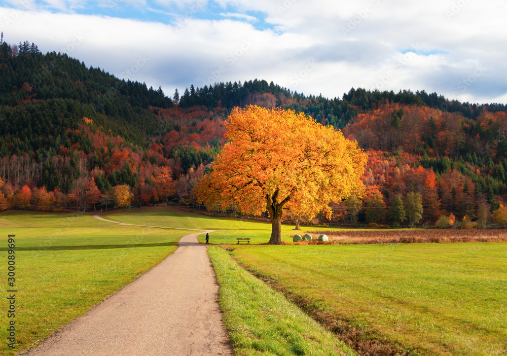 autumn in the park	