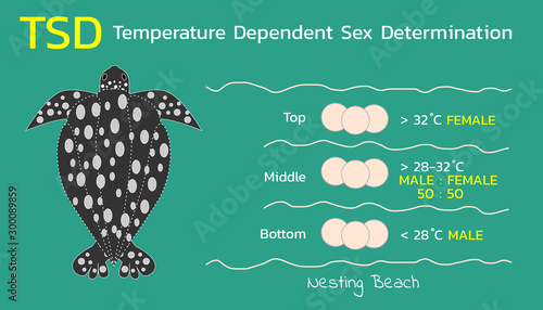 Temperature Dependent Sex Determination (TSD) of sea turtles , vector photo