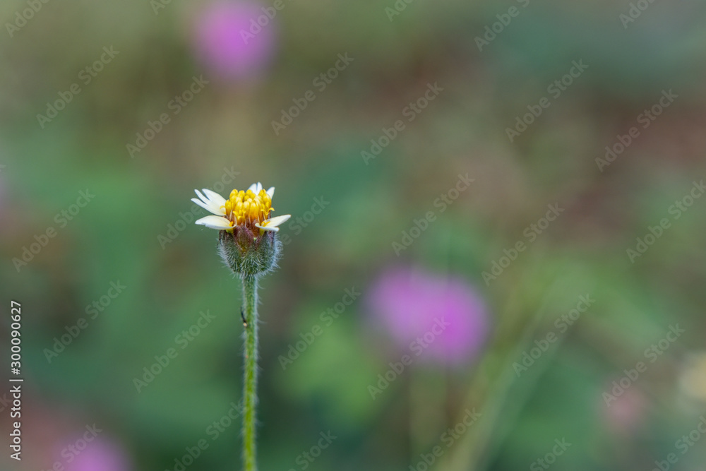 white wild daisy grass flowers under summer sunlight selective focus green grass field with blur authentic outdoor background white wild daisy grass flowers under summer sunlight selective focus green grass field with blur authentic outdoor background
