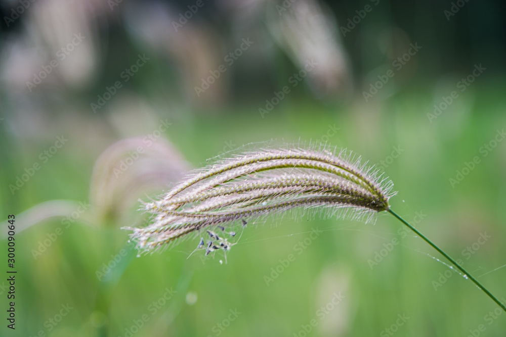 Select focus of grass flower with blur background