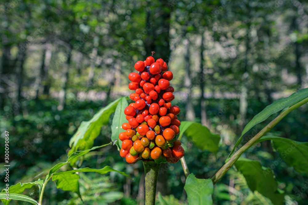 危険な植物マムシグサ 明らかに毒を持っていそうな赤い実 鮮やかで目を引く植物 Stock 写真 Adobe Stock