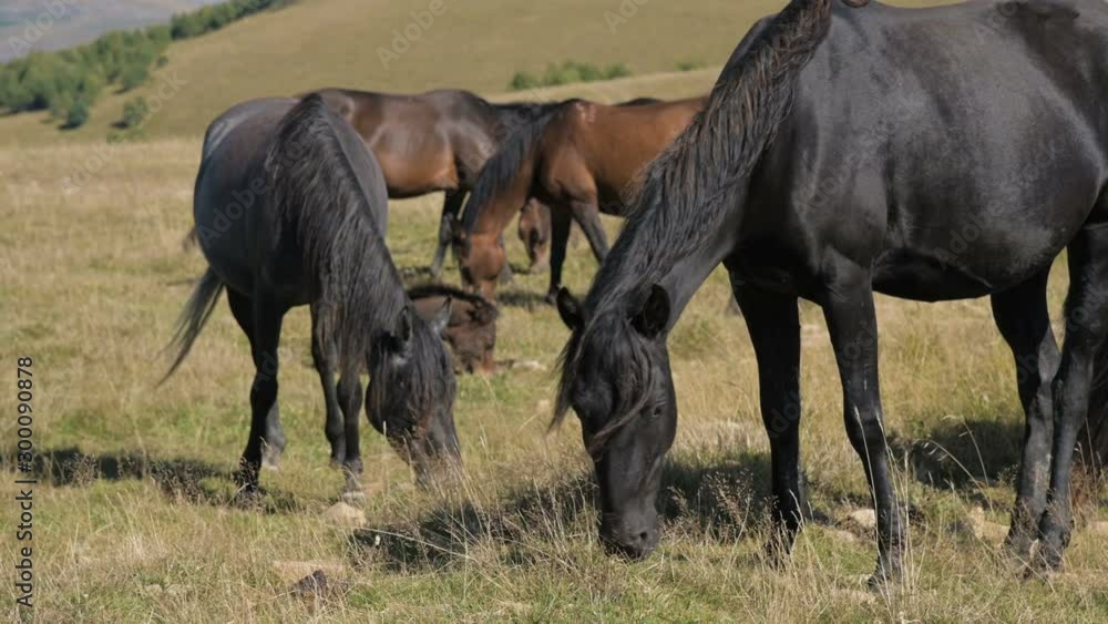 A group of horses graze in an alpine pasture. Herd of adult horses and foals on a sunny day A group of horses graze in an alpine pasture. Herd of adult horses and foals on a sunny day