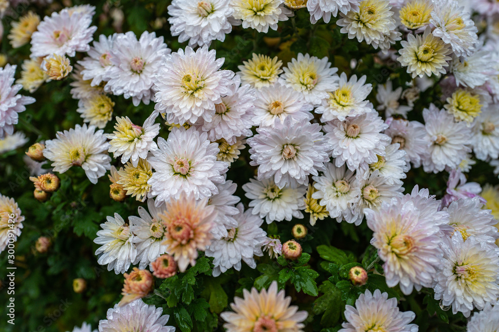 Obraz premium chrysanthemen mit vielen blüten und wassertropfen