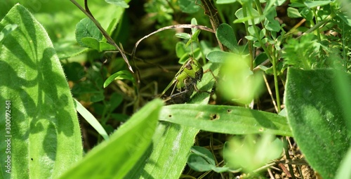 The meadow grasshopper crawling on green leaf macro photo