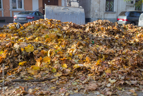 Pile of dry leaves in the street.