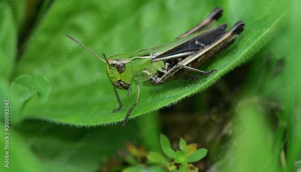 Camouflage of green meadow grasshoppers in the grass Camouflage of green meadow grasshoppers in the grass