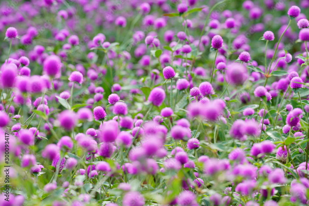 Fototapeta premium 千日紅