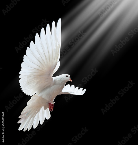 Flying white doves on a black background