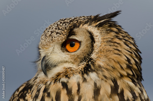 Indian Eagle owl