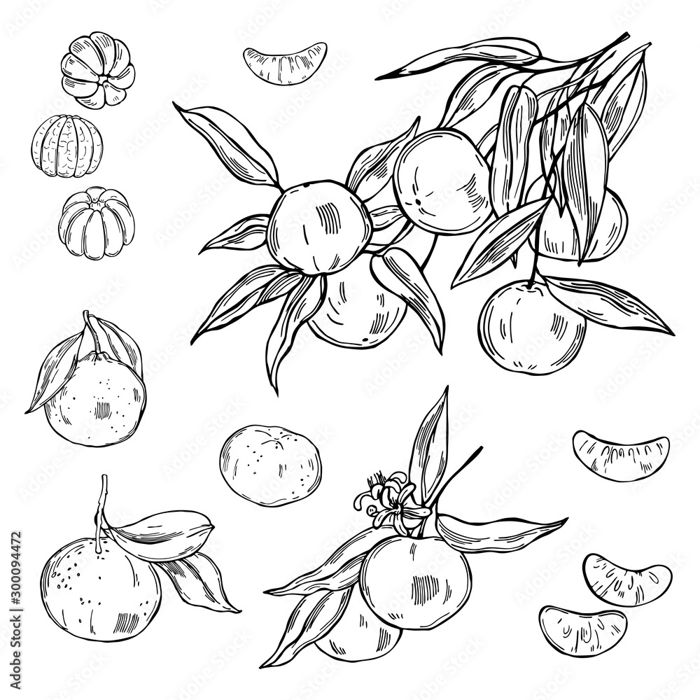 Fototapeta premium Hand drawn tangerines on white background. Vector sketch illustration