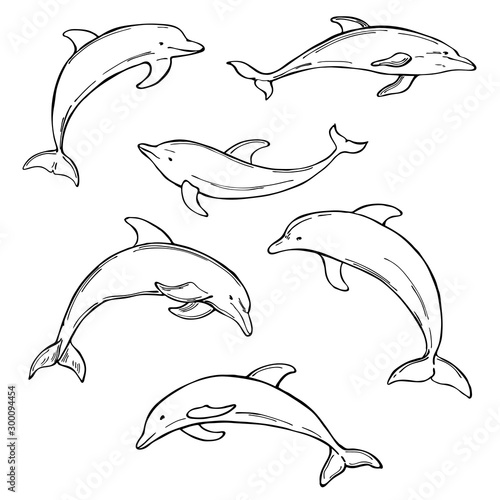 Hand drawn dolphins on white background. Vector  sketch illustration