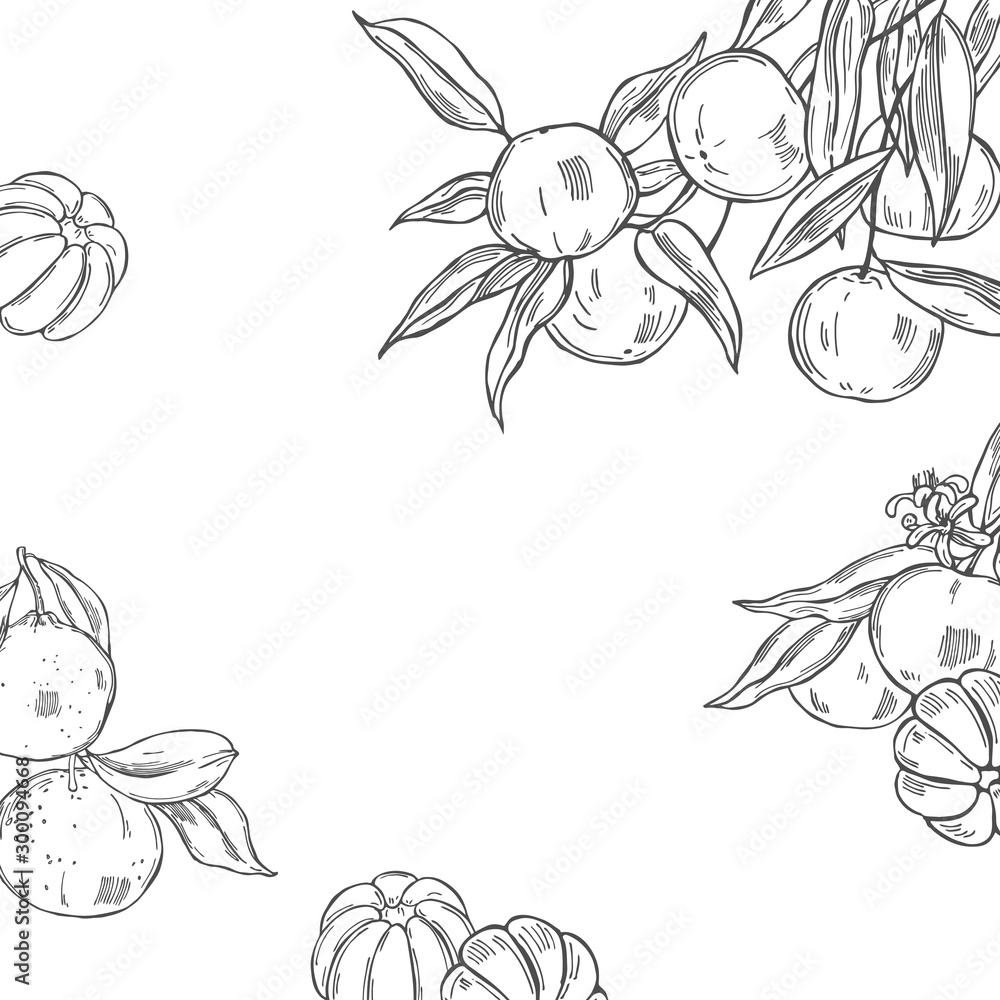 Hand drawn tangerines on white background. Vector background Stock