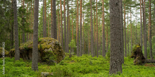 Wald in Samland (Schweden) mit großem Fels photo